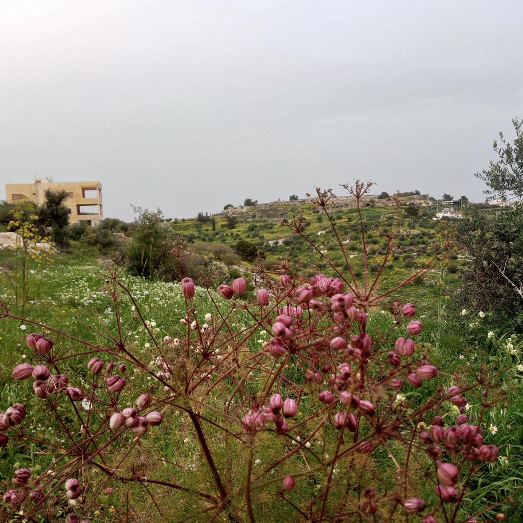 Umm Qays Al-Bustan House& Umm Qais 아파트 외부 사진